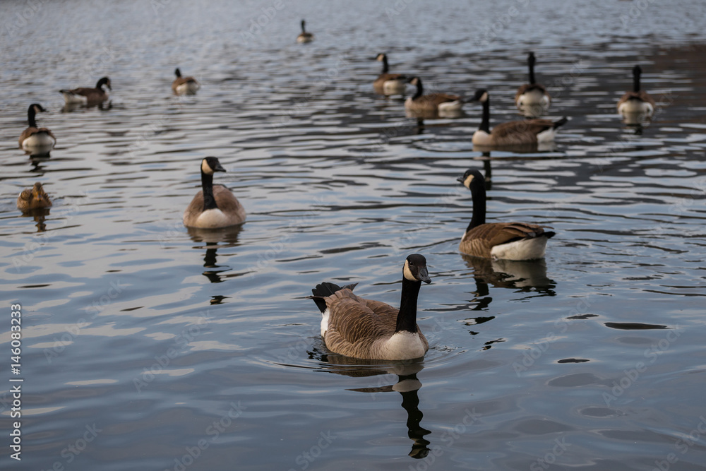 Fototapeta premium Kanadagans (Branta canadensis)