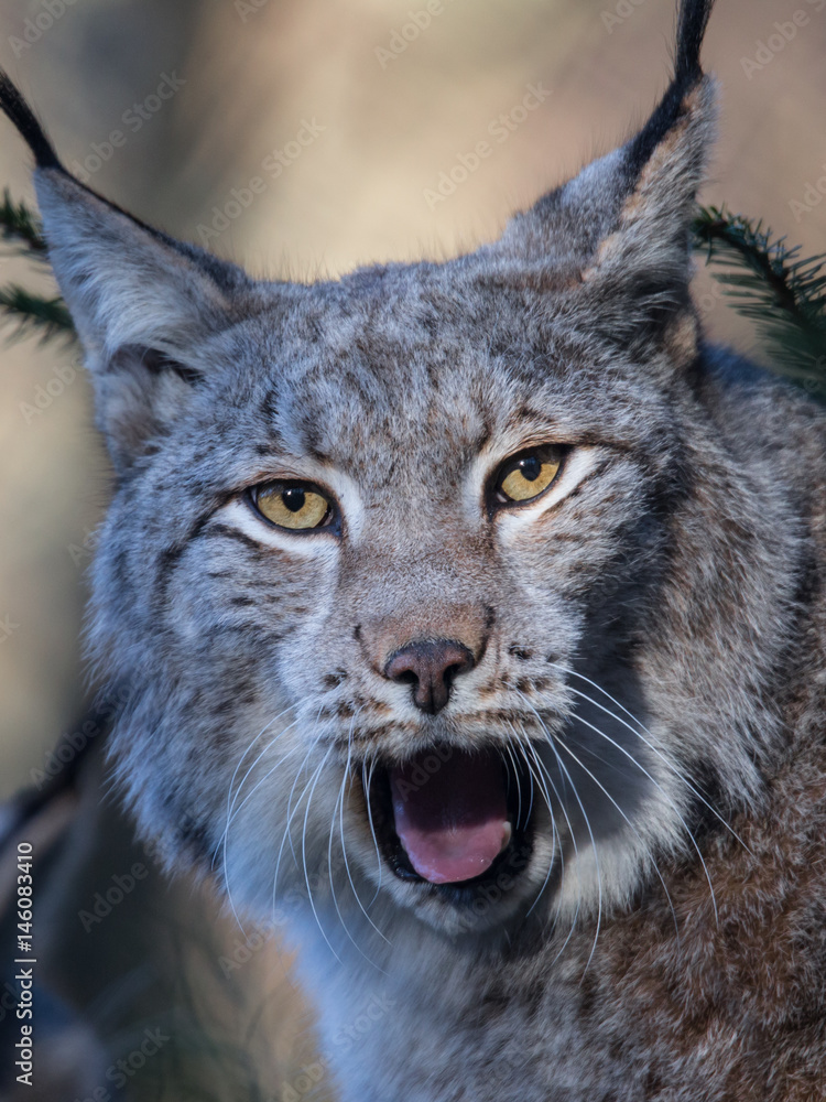 Luchs (Lynx lynx) Luchs (Lynx lynx)