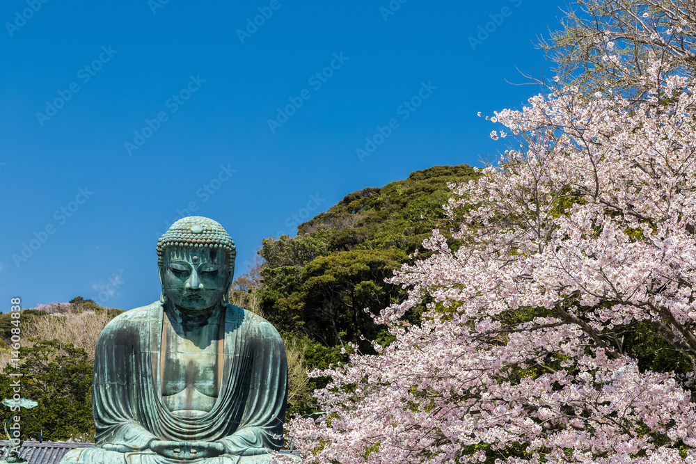 The Great Buddha and cherry blossoms in Kamakura Japan. Located in Kamakura, Kanagawa Prefecture Japan.There are pigeon to Buddha's head. The Great Buddha and cherry blossoms in Kamakura Japan. Located in Kamakura, Kanagawa Prefecture Japan.There are pigeon to Buddha's head.