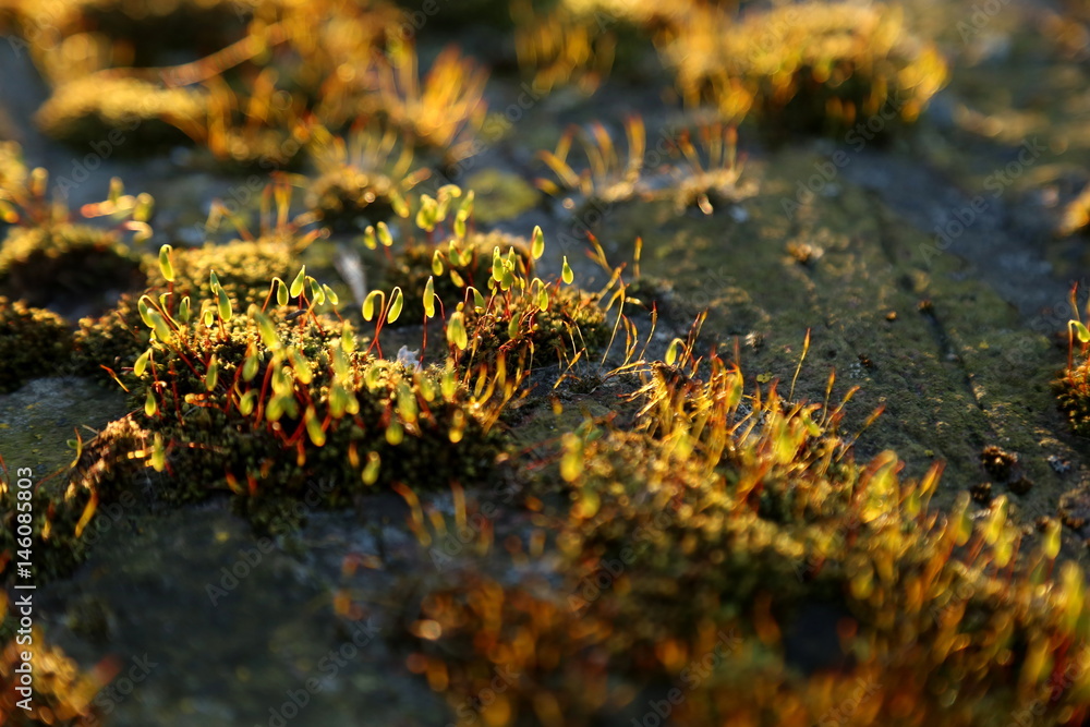 moss moss