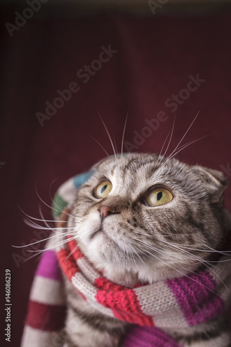 Beautiful Scottish fold cat in a striped scarf turned his gaze to the top