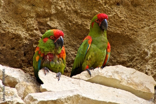Two red-fronted macaws (ara rubrogenys) sitting side by side.