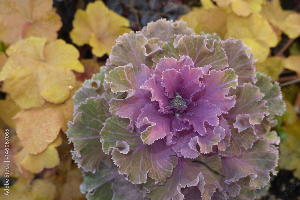 Brassica oleracea close up Brassica oleracea close up