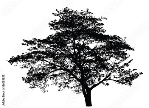 Big tree silhouette : vector