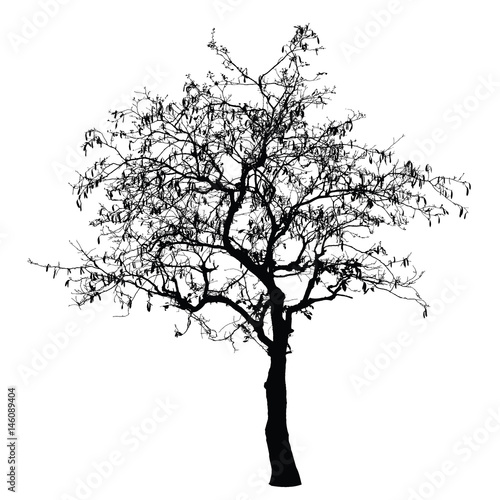 Tree silhouette : Detailed vector