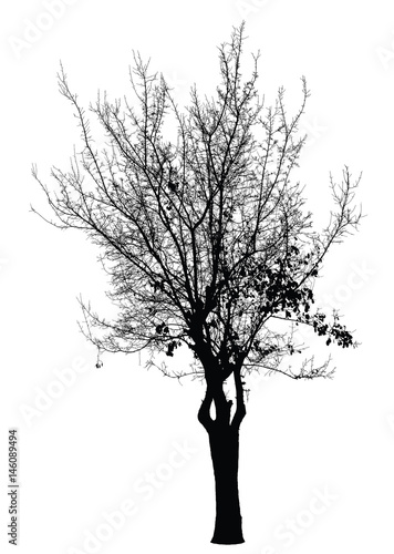 Tree silhouette : Detailed