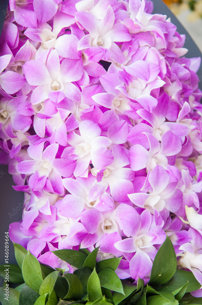 Beautiful white and purple orchid flower. Beautiful white and purple orchid flower.