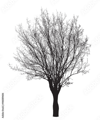 Tree silhouette   Detailed vector