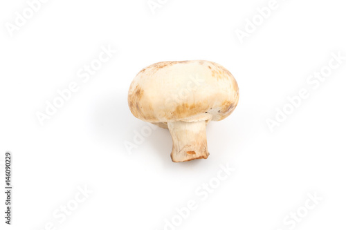 Mushroom champignon isolated