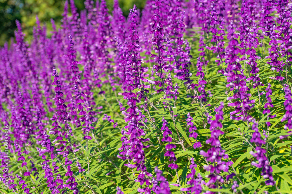 Obraz premium Beautiful purple flowers nature background