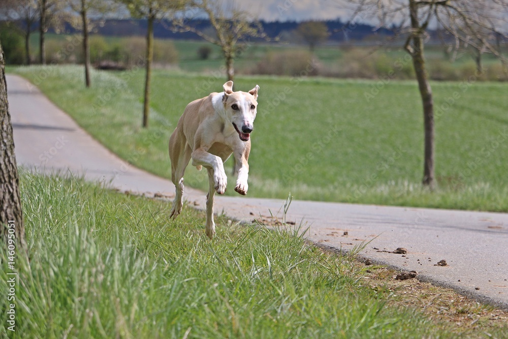 brauner windhund rennt neben einem asphaltierten weg
