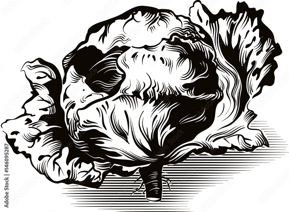 Obraz premium of Castelfranco radicchio plant.
