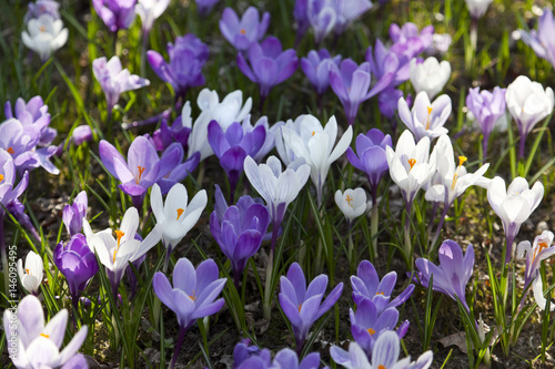 Fototapeta Naklejka Na Ścianę i Meble -  Krokus im Frühling,