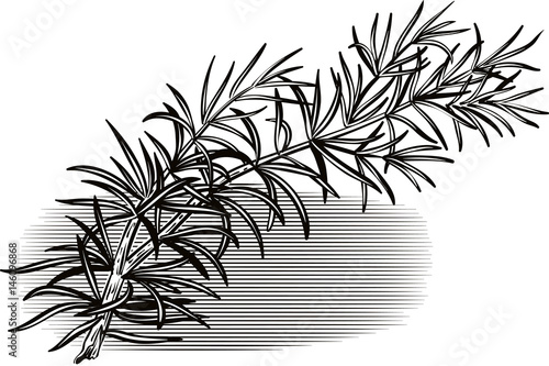 Rosemary, white background.