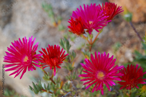 Mittagsblume Lampranthus photo