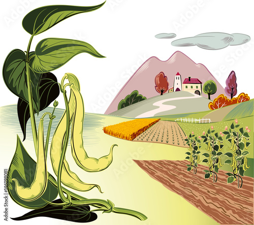 Branch with several pods of green beans and yellow cultivated wheat field.