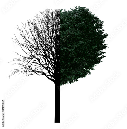 Baum Kahl und mit Blättern