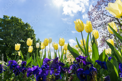 Gelbe Tulpen im Fr  hling 