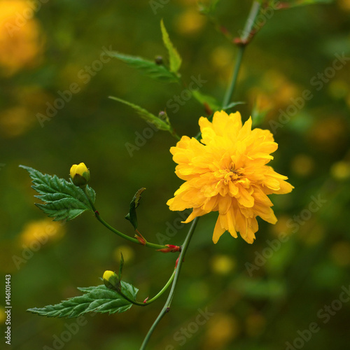 Foto Kerria japonica or Pleniflora in spring time