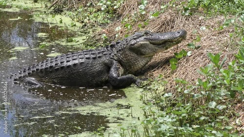 Large alligator comes out of water