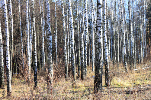 Fototapeta Naklejka Na Ścianę i Meble -  Trunks of birch trees in forest / birches in sunlight in spring / birch trees in bright sunshine / birch trees with white bark / beautiful landscape with white birches