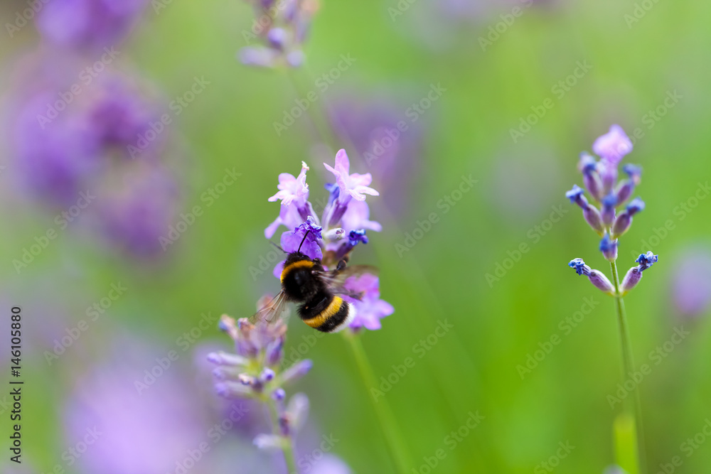 Bee bumblebee on lavender flowers Bee bumblebee on lavender flowers
