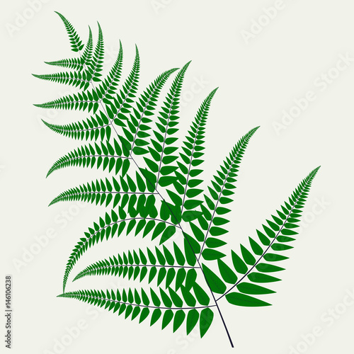 Fern leaf