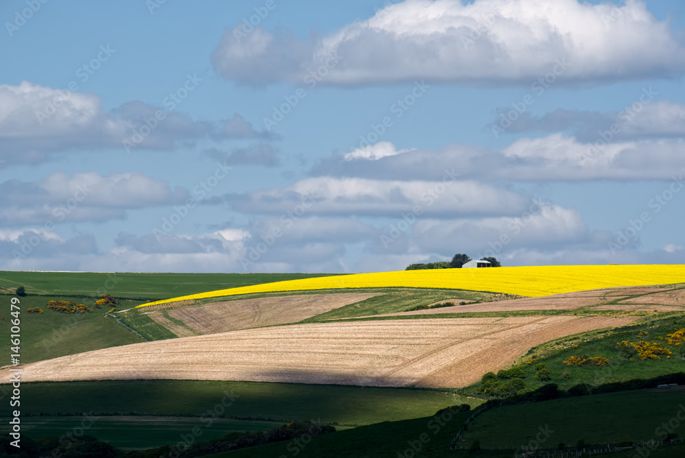 Obraz premium Rapeseed in the Rolling Sussex Countryside