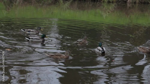 ducks on water in city park pond. wild ducks in the lake. wild geese. ducks on water at day. Ducks photo