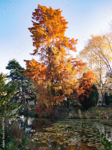 Roter Baum