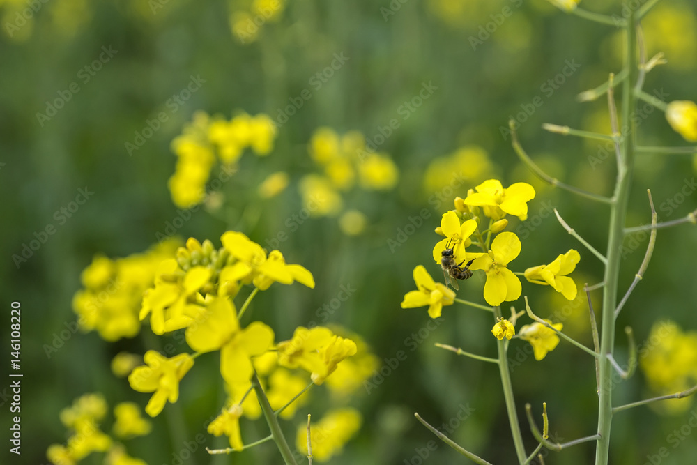 Meadow with yellow flowers