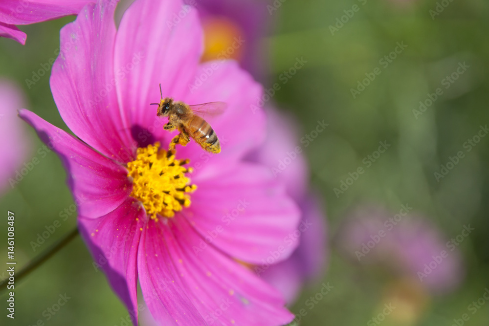 Bumblebee collecting pollen from a pink flower Bumblebee collecting pollen from a pink flower
