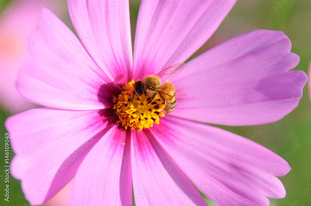 Bee and Cosmos Flower , Foraging Honey Bee in garden. Bee and Cosmos Flower , Foraging Honey Bee in garden.