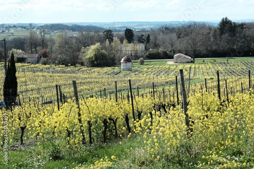 vineyard outside bergerac, france