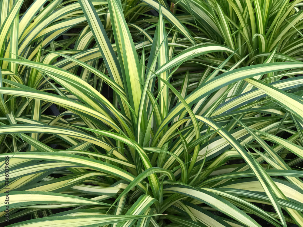 Pattern of Cholorophytum comosum for background Pattern of Cholorophytum comosum for background