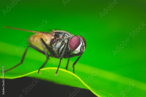 insect fly, green housefly on green lef. © thithawat