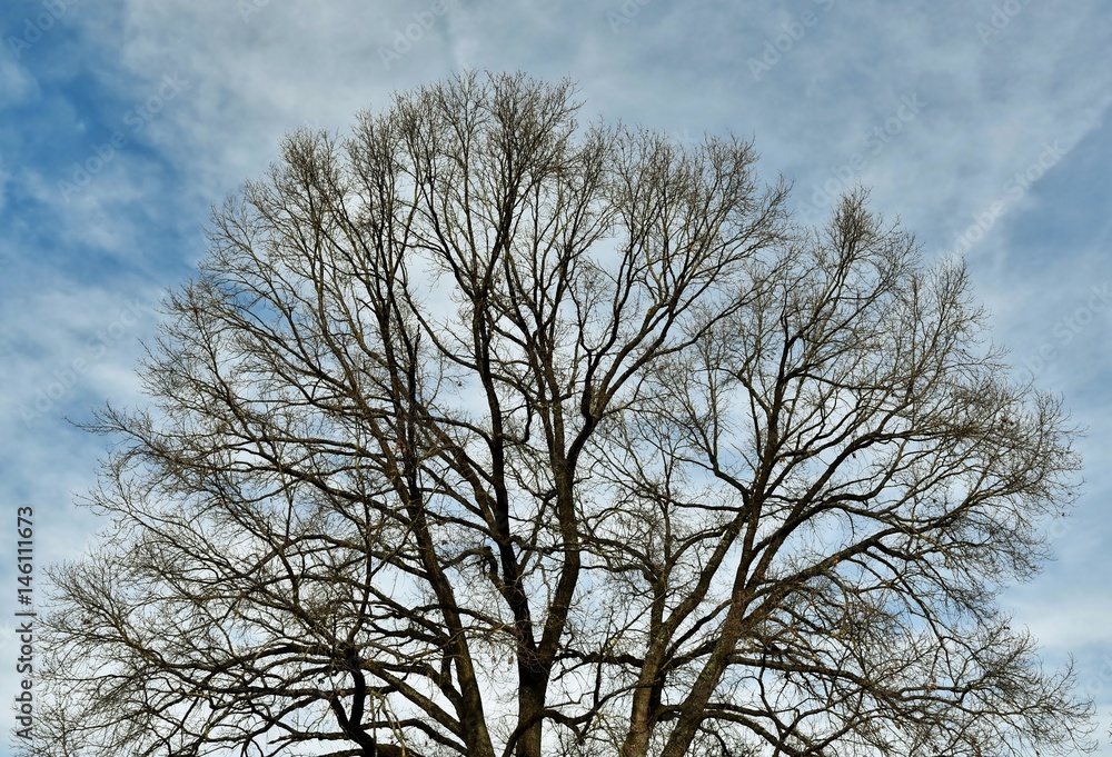 leafless Oak tree in winter with blue sky leafless Oak tree in winter with blue sky