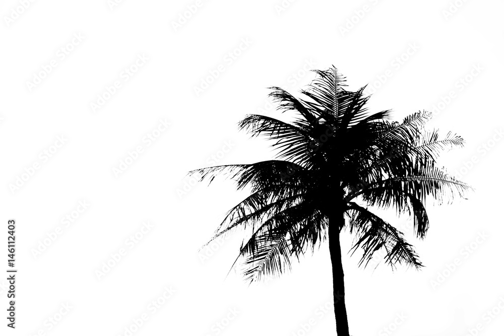 coconut tree on white background. coconut tree on white background.