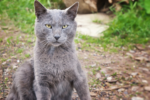 Portrait of gray homeless cat with green eyes.