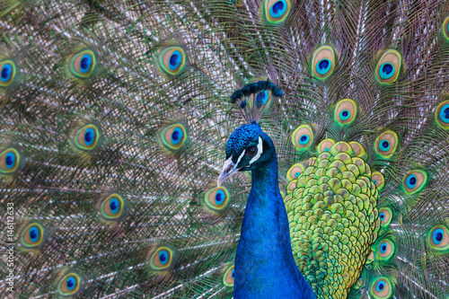 Beautiful Peacock 