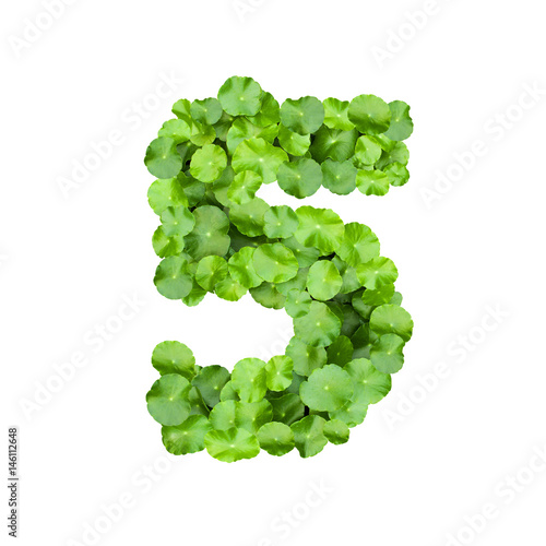 Alphabet and numbers with green leaves on white background. Green leaf number on Isolated white. Number 5