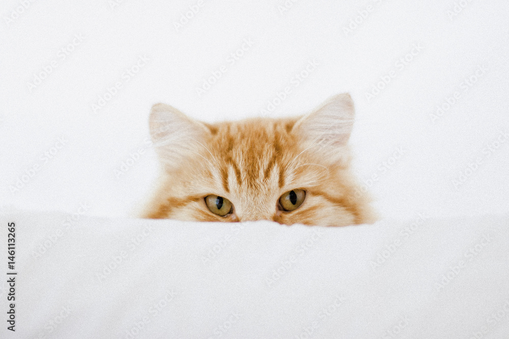 Portrait of ginger cat hiding behind cushion Portrait of ginger cat hiding behind cushion