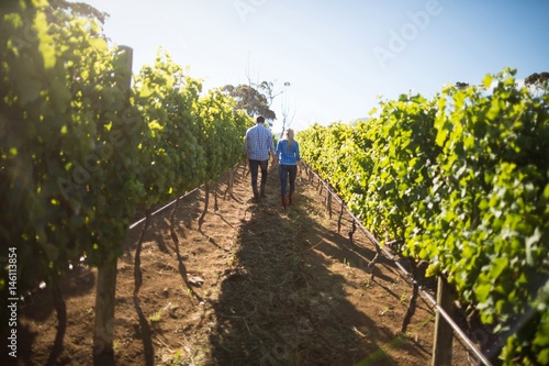 Rear view of couple walking amidst plants at vineyard