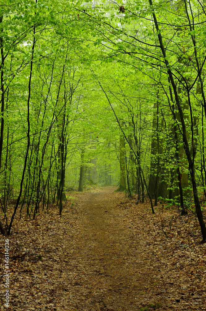 Naklejka premium Leśna droga w gęstym lesie. 