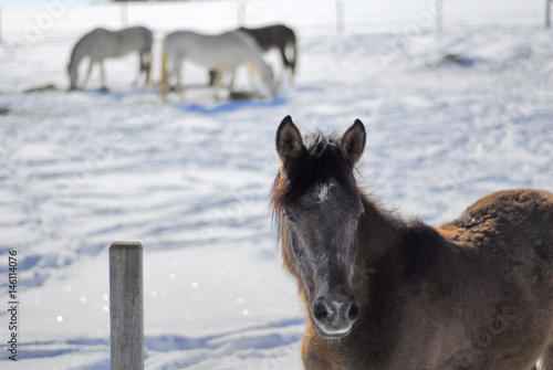 Pferde auf Winterweide