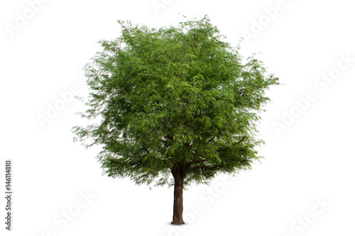 Isolated tamarind tree on white background clipping path