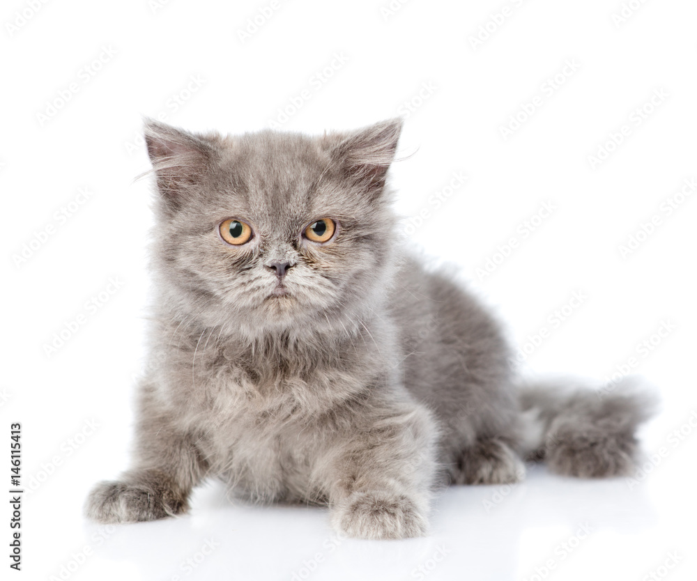 Scottish highlander cat looking at camera. isolated on white background Scottish highlander cat looking at camera. isolated on white background