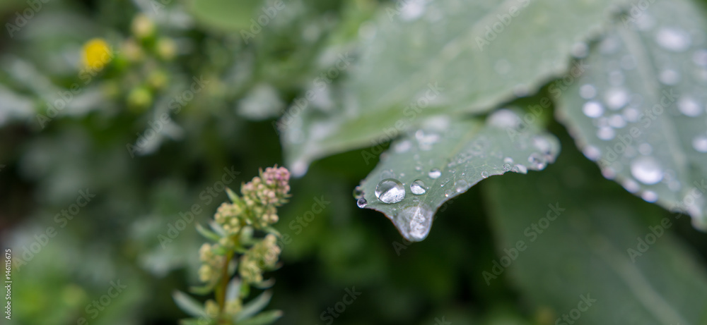 panorama Wassertropfen auf grünem Blatt
