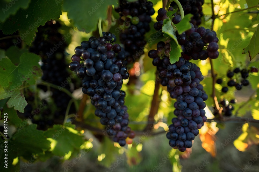 Close up of grapes hanging on plants