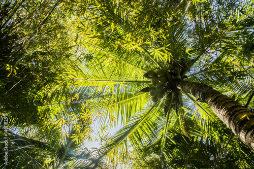 the view of the palm from the bottom